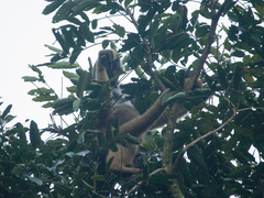 Brachyteles arachnoides