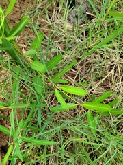 Rhabdadenia