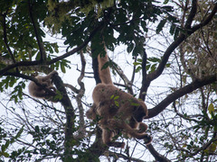 Brachyteles arachnoides