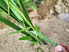 Rhabdadenia