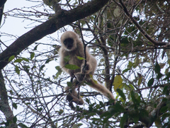 Brachyteles arachnoides