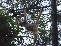 Brachyteles arachnoides