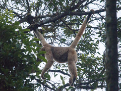 Brachyteles arachnoides