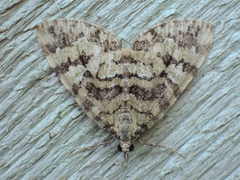 Hydriomena speciosata