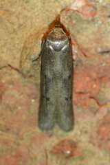 Holcocera chalcofrontella