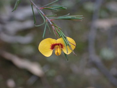 Dillwynia tenuifolia