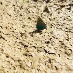 Callophrys affinis