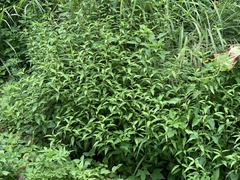 Persicaria pubescens