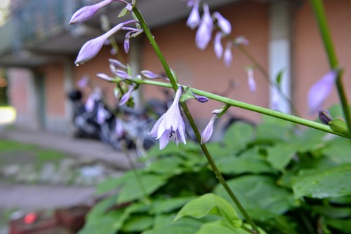 Hosta sieboldiana iNat (3)