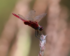 Trithemis aurora