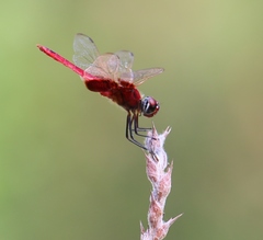 Trithemis aurora