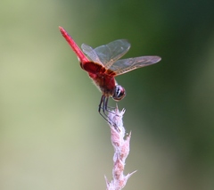 Trithemis aurora