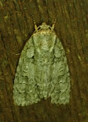 Acronicta modica