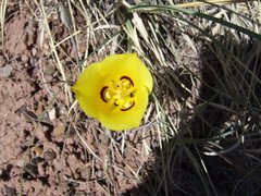 Calochortus aureus