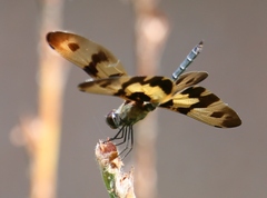 Rhyothemis variegata