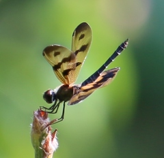 Rhyothemis variegata