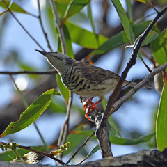Ramsayornis fasciatus