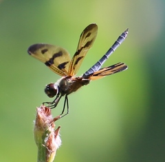 Rhyothemis variegata