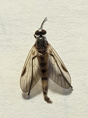 Rhagio lineola
