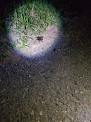 Cyrtopholis portoricae