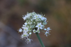 Allium pskemense