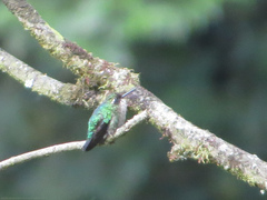 Chlorostilbon melanorhynchus