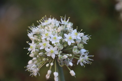 Allium pskemense