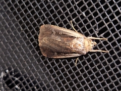 Ochropleura implecta