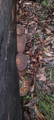 Funalia