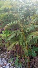 Pteridium tauricum