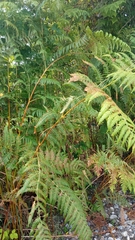 Pteridium tauricum