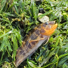 Labrisomus philippii