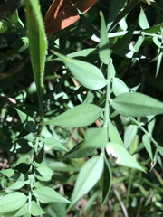 Ruscus aculeatus