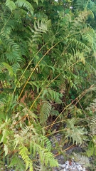 Pteridium tauricum