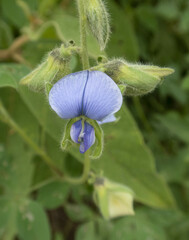 Crotalaria verrucosa