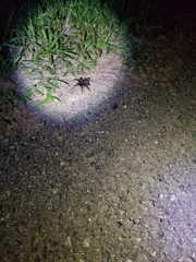 Cyrtopholis portoricae