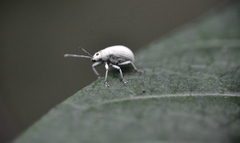 Myllocerus undecimpustulatus