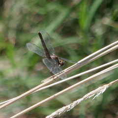 Erythrodiplax basifusca