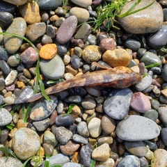 Labrisomus philippii