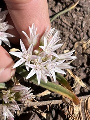 Allium crenulatum
