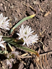 Allium crenulatum