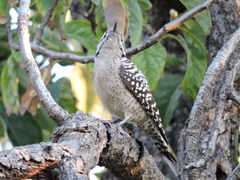 Dryobates scalaris