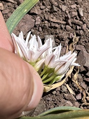 Allium crenulatum