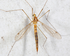 Nephrotoma virescens