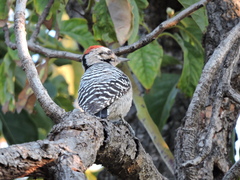 Dryobates scalaris