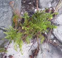 Ventiflora