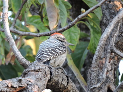 Dryobates scalaris