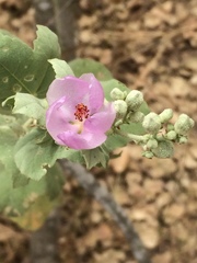 Malacothamnus fasciculatus nuttallii