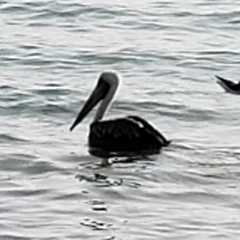 Pelecanus thagus