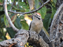 Dryobates scalaris